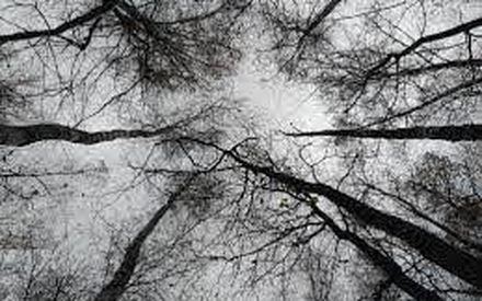 Во вторник в Тюмени снега не ожидается и будет до -7 градусов