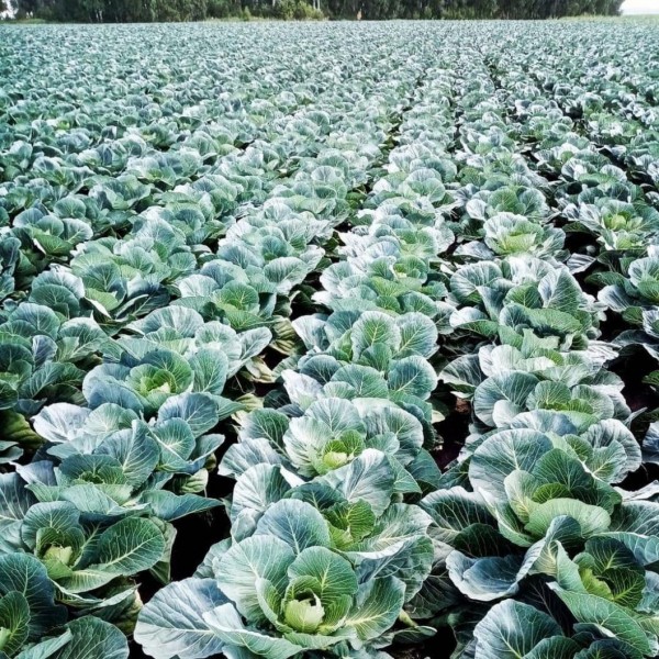 Более 50 тысяч тонн овощей поставляет на прилавки заводоуковское предприятие