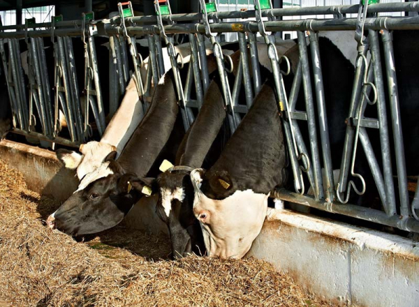 Для тобольских фермеров-животноводов построят современный забойный цех