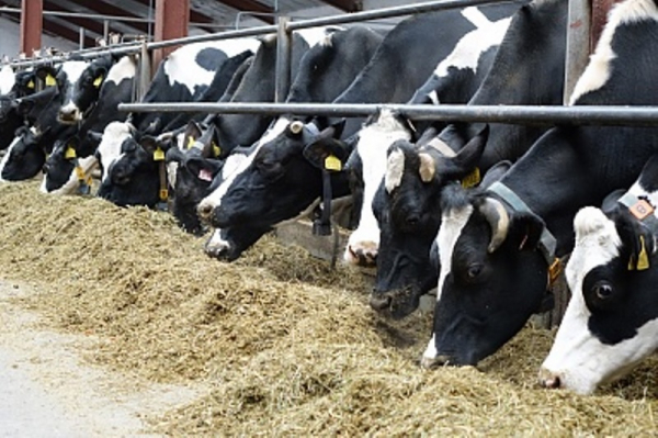 Сельхозпредприятия Тюменского района наращивают объемы производства