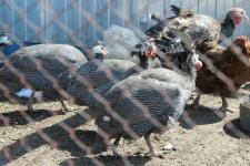 Охотничий туризм развивает тобольский предприниматель