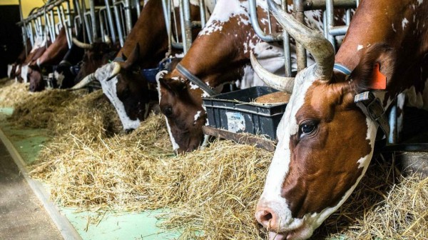 Сельскохозяйственные потребительские кооперативы региона смогут заработать 1,5 млрд рублей