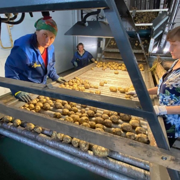 Более 50 тысяч тонн овощей поставляет на прилавки заводоуковское предприятие