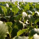 Более 50 тысяч тонн овощей поставляет на прилавки заводоуковское предприятие