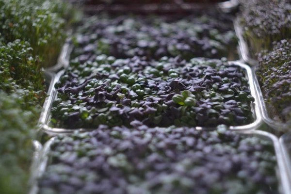 Участники тюменской SMART-школы узнали о пользе микрозелени