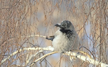 Тюменцев ждет еще один аномально теплый день