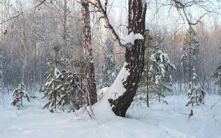 Ночью в Тюмени ударит тридцатиградусный мороз