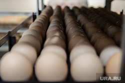 Тюменская птицефабрика загрязняет поля отходами