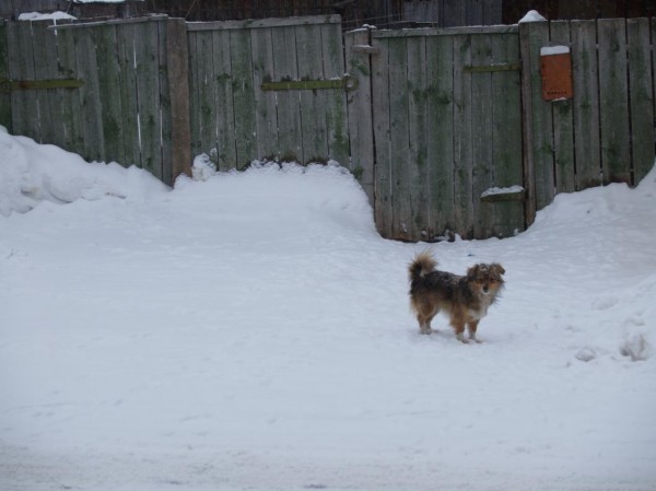 Кинолог предупредил о росте травматизма у собак зимой и дал советы по первой помощи