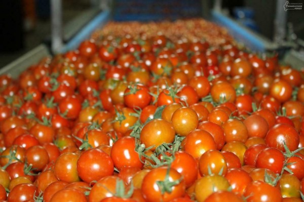 Тюменские аграрии расширяют рынки сбыта 