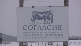 Плейлист для бычков: как в Тюменской области выращивают правильную говядину