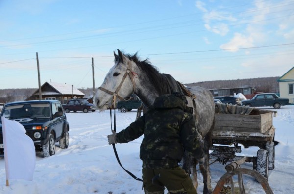 Масаль району. Кизак Тюменская область. Упорово. Животные Упоровского района Тюменской области. Масали Упоровский район.