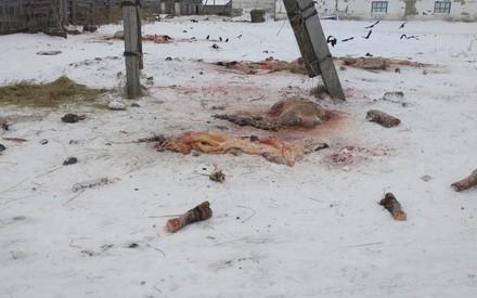 В Тюменской области около фермы найдены трупы животных