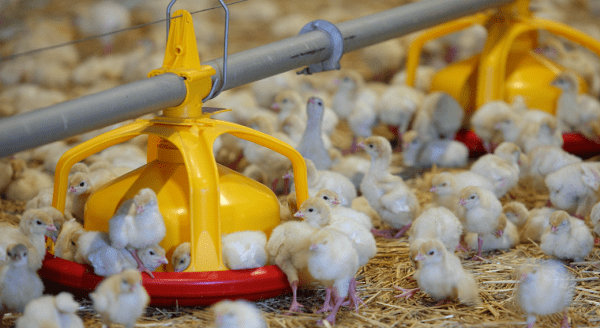 В Тюменской области построят племенной репродуктор индейки