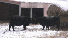 Плейлист для бычков: как в Тюменской области выращивают правильную говядину