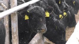 Плейлист для бычков: как в Тюменской области выращивают правильную говядину