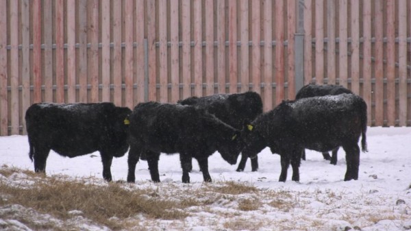 Плейлист для бычков: как в Тюменской области выращивают правильную говядину