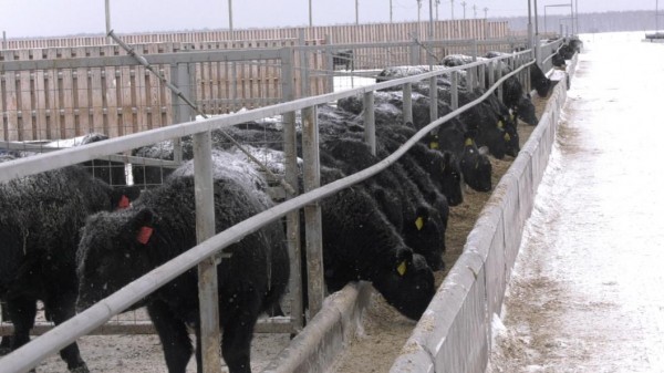 Плейлист для бычков: как в Тюменской области выращивают правильную говядину