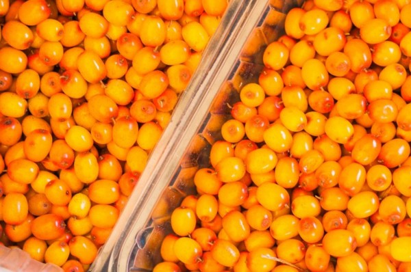 Инвестиционный проект по выращиванию смородины и облепихи реализуют в Ялуторовском районе 