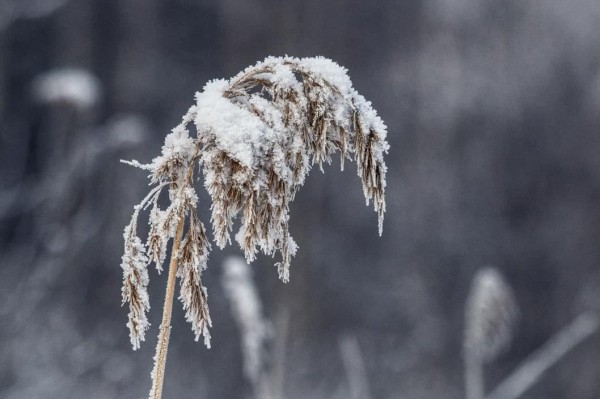 Морозы в Тюменской области начнут отступать 13 февраля Морозы в Тюменской области начнут отступать 13 февраля
