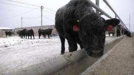 Плейлист для бычков: как в Тюменской области выращивают правильную говядину