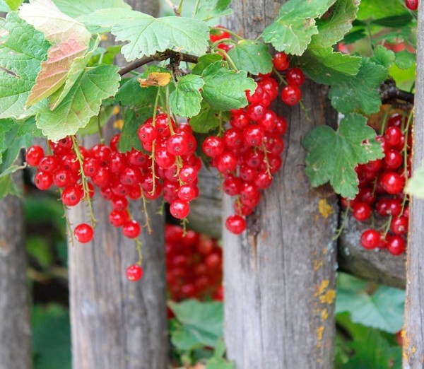 Инвестиционный проект по выращиванию смородины и облепихи реализуют в Ялуторовском районе 