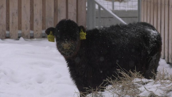Плейлист для бычков: как в Тюменской области выращивают правильную говядину