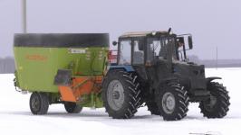 Плейлист для бычков: как в Тюменской области выращивают правильную говядину