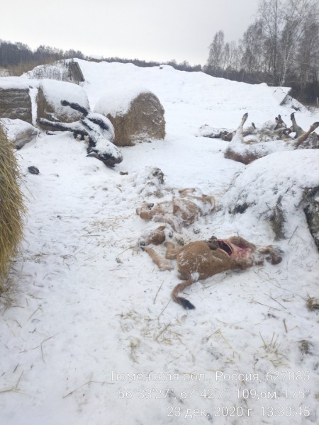 В Тюменской области около фермы найдены трупы животных