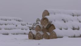 Плейлист для бычков: как в Тюменской области выращивают правильную говядину