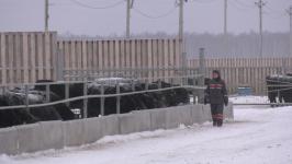 Плейлист для бычков: как в Тюменской области выращивают правильную говядину