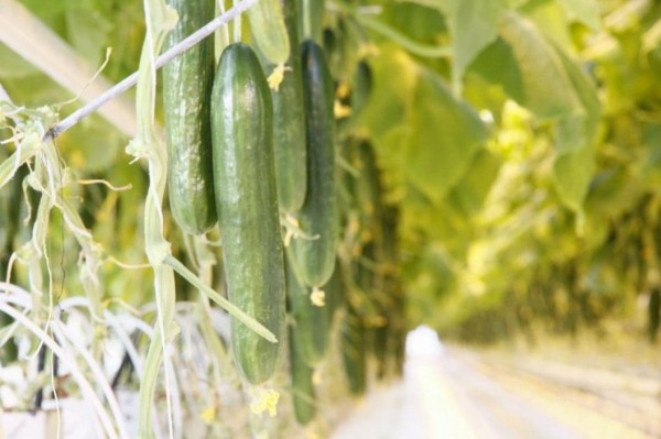 В Тюменской области выращивают огурцы по суперинтенсивной технологии