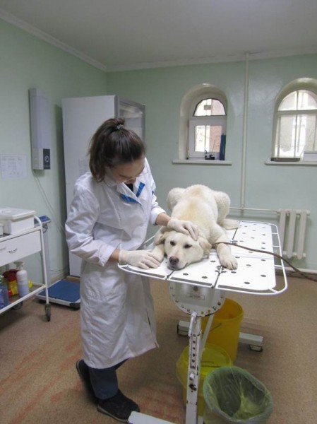 
На заседании коллегии администрации Тюмени был рассмотрен вопрос содержания животных, оставшихся без владельцев
