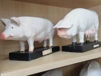 Современную аудиторию по свиноводству открыли в университете Северного Зауралья Современную аудиторию по свиноводству открыли в университете Северного Зауралья