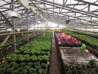 В Тюмени к 8 Марта вырастили более миллиона тюльпанов, крокусов и гиацинтов