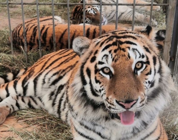 Бенгальские тигры поселились в Тобольском районе