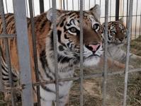 Бенгальские тигры поселились в Тобольском районе