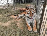 Бенгальские тигры поселились в Тобольском районе