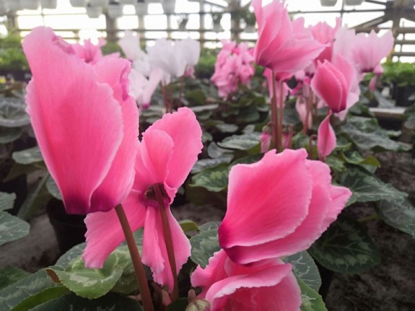 В Тюмени к 8 Марта вырастили более миллиона тюльпанов, крокусов и гиацинтов