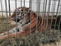 Бенгальские тигры поселились в Тобольском районе