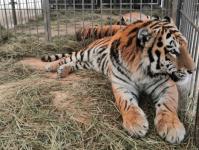 Бенгальские тигры поселились в Тобольском районе