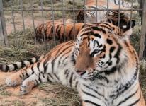 Бенгальские тигры поселились в Тобольском районе