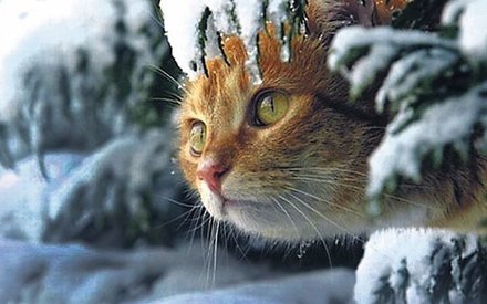 2 марта в Тюмени потеплеет до -10 градусов