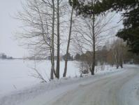 Бенгальские тигры поселились в Тобольском районе