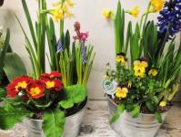 В Тюмени к 8 Марта вырастили более миллиона тюльпанов, крокусов и гиацинтов