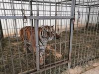 Бенгальские тигры поселились в Тобольском районе