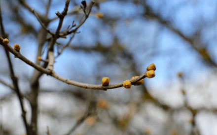 В пятницу в Тюмени воздух прогреется до +5 градусов