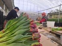 В Тюмени к 8 Марта вырастили более миллиона тюльпанов, крокусов и гиацинтов