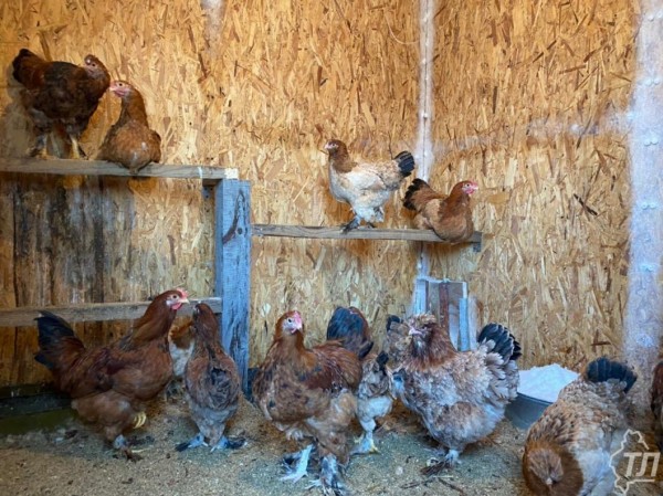 Россельхознадзор назвал частые нарушения на тюменских птицефабриках и мясокомбинатах