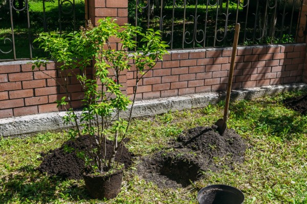
Успевайте подать заявку на участие в акции &laquo;Посади дерево&raquo;!
